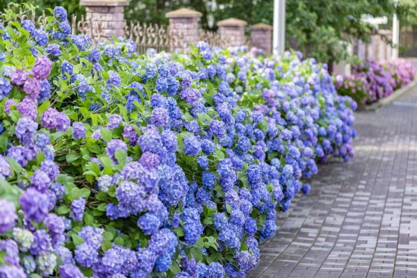 Hydrangea Landscaping in Bella Vista