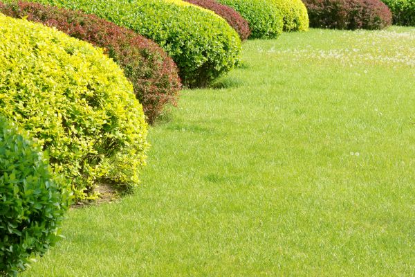 Shrubbery Planting in Bella Vista