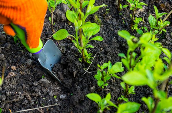 Hydrangea Planting in Bella Vista