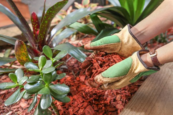 Cedar Mulch Installation in Bella Vista