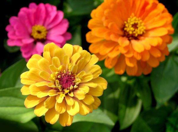 Zinnia Planting in Bella Vista