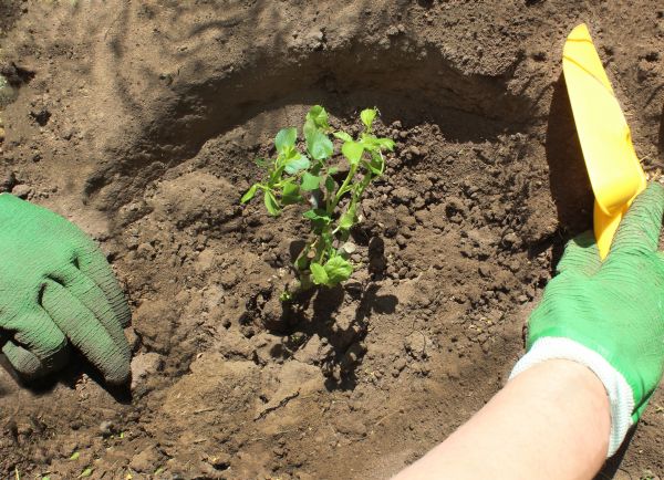 Rose Bush Planting in Bella Vista
