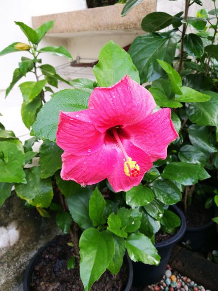 Hibiscus Planting in Bella Vista