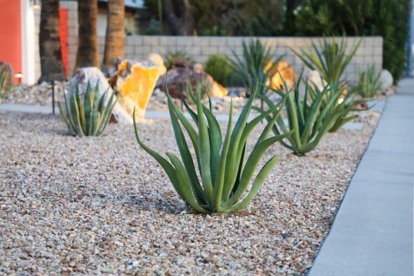 Drought Resistant Landscaping in Bella Vista