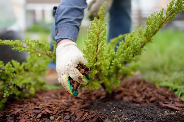 Church Mulching in Bella Vista