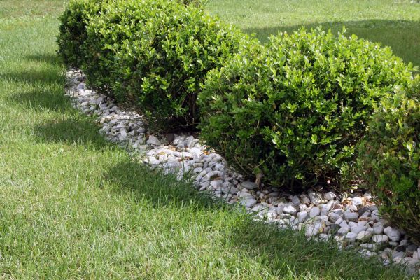 Boxwood Planting in Bella Vista
