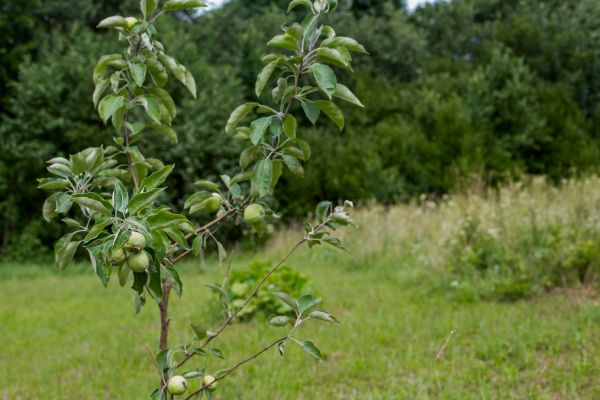Apple Tree Planting in Bella Vista