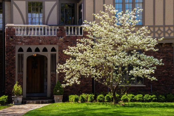 Dogwood Tree Planting in Bella Vista
